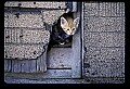 1-6-07-00025-kittens in shed opening.jpg