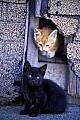 1-6-07-00073 kittens at shed opeing.jpg