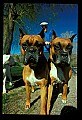 10071-00001-Domestic Pets.jpg