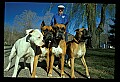 10071-00002-Domestic Pets.jpg