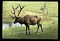 10075-00004-Elk, Wapiti, Cervus elaphus.jpg