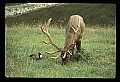 10075-00019-Elk, Wapiti, Cervus elaphus.jpg
