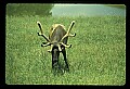 10075-00038-Elk, Wapiti, Cervus elaphus.jpg