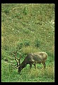 10075-00059-Elk, Wapiti, Cervus elaphus.jpg