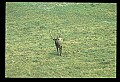 10075-00064-Elk, Wapiti, Cervus elaphus.jpg
