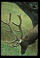 10075-00066-Elk, Wapiti, Cervus elaphus.jpg