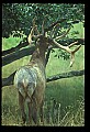 10075-00067-Elk, Wapiti, Cervus elaphus.jpg