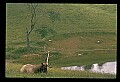 10075-00081-Elk, Wapiti, Cervus elaphus.jpg