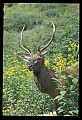 10075-00088-Elk, Wapiti, Cervus elaphus.jpg