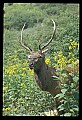 10075-00090-Elk, Wapiti, Cervus elaphus.jpg