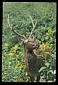 10075-00092-Elk, Wapiti, Cervus elaphus.jpg