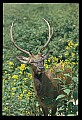 10075-00093-Elk, Wapiti, Cervus elaphus.jpg