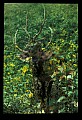 10075-00094-Elk, Wapiti, Cervus elaphus.jpg