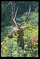10075-00095-Elk, Wapiti, Cervus elaphus.jpg