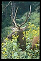 10075-00098-Elk, Wapiti, Cervus elaphus.jpg