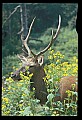 10075-00099-Elk, Wapiti, Cervus elaphus.jpg