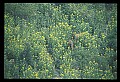 10075-00107-Elk, Wapiti, Cervus elaphus.jpg