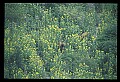 10075-00108-Elk, Wapiti, Cervus elaphus.jpg
