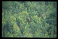 10075-00109-Elk, Wapiti, Cervus elaphus.jpg