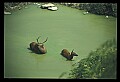 10075-00114-Elk, Wapiti, Cervus elaphus.jpg