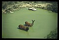 10075-00115-Elk, Wapiti, Cervus elaphus.jpg