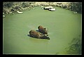 10075-00116-Elk, Wapiti, Cervus elaphus.jpg