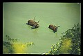 10075-00117-Elk, Wapiti, Cervus elaphus.jpg