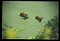 10075-00118-Elk, Wapiti, Cervus elaphus.jpg