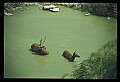 10075-00119-Elk, Wapiti, Cervus elaphus.jpg
