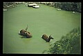 10075-00120-Elk, Wapiti, Cervus elaphus.jpg