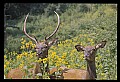 10075-00121-Elk, Wapiti, Cervus elaphus.jpg
