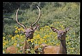 10075-00122-Elk, Wapiti, Cervus elaphus.jpg
