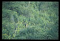 10075-00125-Elk, Wapiti, Cervus elaphus.jpg