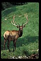 10075-00146-Elk, Wapiti, Cervus elaphus.jpg