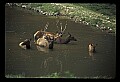 10075-00150-Elk, Wapiti, Cervus elaphus.jpg
