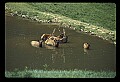 10075-00153-Elk, Wapiti, Cervus elaphus.jpg