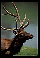 10075-00159-Elk, Wapiti, Cervus elaphus.jpg