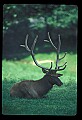 10075-00161-Elk, Wapiti, Cervus elaphus.jpg