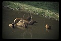 10075-00173-Elk, Wapiti, Cervus elaphus.jpg