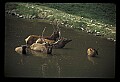 10075-00174-Elk, Wapiti, Cervus elaphus.jpg