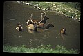10075-00175-Elk, Wapiti, Cervus elaphus.jpg