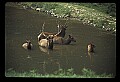 10075-00176-Elk, Wapiti, Cervus elaphus.jpg