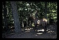 10075-00196-Elk, Wapiti, Cervus elaphus.jpg
