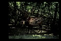 10075-00202-Elk, Wapiti, Cervus elaphus.jpg