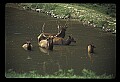 10075-00210-Elk, Wapiti, Cervus elaphus.jpg