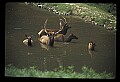 10075-00211-Elk, Wapiti, Cervus elaphus.jpg