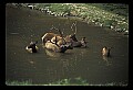 10075-00216-Elk, Wapiti, Cervus elaphus.jpg