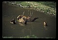 10075-00218-Elk, Wapiti, Cervus elaphus.jpg