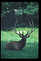 10075-00223-Elk, Wapiti, Cervus elaphus.jpg