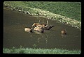 10075-00225-Elk, Wapiti, Cervus elaphus.jpg